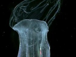 Comb Jellyfish (Beroe) at night underwater, eats another transparent jellyfish Stock Footage