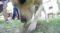 Dog digging a hole Stock Footage