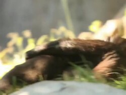 Gorillas fighting (Full HD) Stock Footage