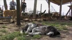 Serbia flooded with stray dogs News Clip