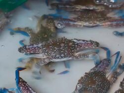 Fresh crabs in market Stock Footage