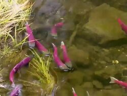 CU ZI PAN Coho salmons spawning in Horsefly river / Horsefly, British Columbia, Canada Stock Footage