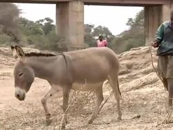 Boy and girl leading donkeys to a dry river bed Stock Footage