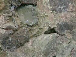 WS Tit bird flying into  with food in mouth / Saarburg, Rhineland-Palatinate, Germany  Stock Footage