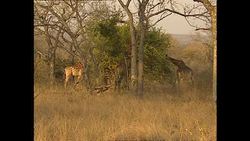 Giraffes eating leaves on game reserve News Clip