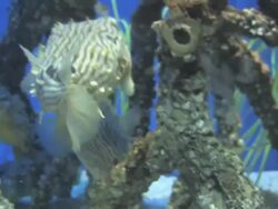 Mangrove community 5 Stock Footage