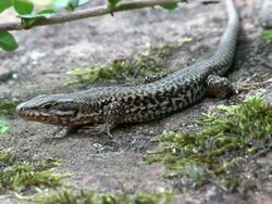 CU View of lizard on stone / Oberstdorf, Bavaria, Germany  Stock Footage