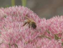Honeybee collects pollen Stock Footage