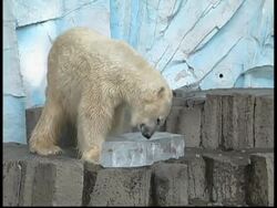 Icy treats for zoo monkeys to help them cope with summer heat News Clip