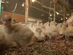 Medium Close Up zoom-out-Chicks populate a large cage in a poultry farm. / Willmar, Minnesota, USA Stock Footage