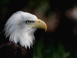 american bald eagle close up Stock Footage