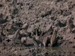 Flock of Laughing Dove (Streptopelia senegalensis) drinking at muddy water pool, Mana Pools, Zimbabwe Stock Footage