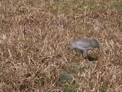 Sandhill Crane Stock Footage