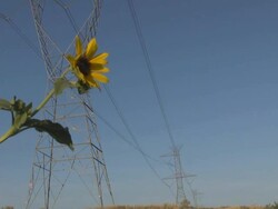 Man vs wild a sunflower with power poles Stock Footage