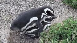 Breeding season for penguins in Argentina is major tourist draw Instructional Video