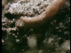 Slug moving in rain, high angle Stock Footage