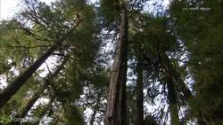 Judge Pauses Timber Sale In Alaska's Tongass National Forest News Clip