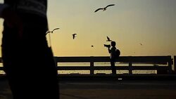 Silhouette: photographer and Seagull on a port at sunset Stock Footage