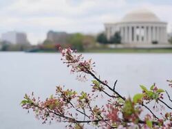 Washington DC - Tidal Basin and Jefferson Memorial Stock Footage