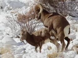 MS SLO MO Shot of bighorn sheep ram mating with ewe in snow / Georgetown, Colorado, United States Stock Footage