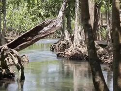 Brook in the mangrove forest (Krabi, Thailand). Stock Footage