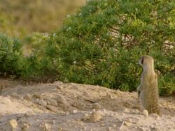 WS View of Meerkats emerging from burrow observing and then dashing off / Namaqualand, Northern Cape, South Africa Stock Footage