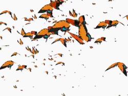 Butterfly flying animation many butterflies Stock Footage