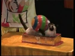 Handstands and hulas from the Moscow Cat Circus News Clip