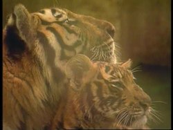 Philippines - Tigers Mistreated News Clip