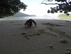 Hermit crabs Stock Footage