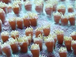  MS Coral gently swaying in water / Honolulu, Hawaii, United States Stock Footage