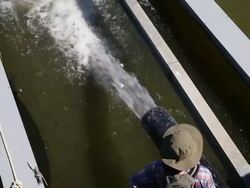 Drought-Plagued California Gives Salmon A Boost Downstream Stock Footage