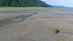 Wide aerial following a Brown Bear walking across a coastal river mouth Stock Footage