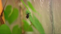 A beetle-rearing lab run by high school students may help combat an invasive plant species plaguing Florida parks and yards. (May 28) Instructional Video