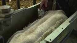 VOICED : French farmers fear fallout from Mercosur free trade agreement News Clip