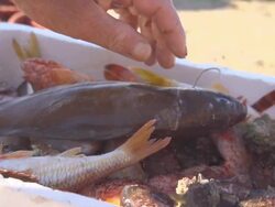 HD SUPER SLOW MO: Sorting Out A Catch Of Fish Stock Footage