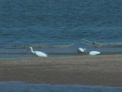 Gharial crocodiles (Gavialis gangeticus) in Chambal River and on banks, India Stock Footage
