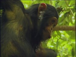 CU, Chimpanzee (Pan troglodytes) climbing up tree, Gombe Stream National Park, Tanzania Stock Footage