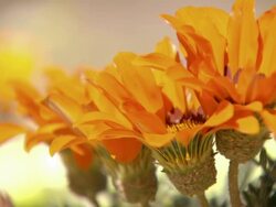 cu Shot of Several semi opened arctosis flowers / Namaqualand, Northern Cape, South Africa Stock Footage
