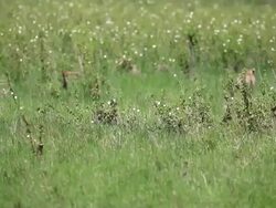 Cheetah Stock Footage