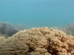 MS POV View of undarwater coral  AUDIO / Queensland, Australia Stock Footage