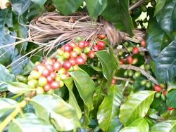 Coffee beans on trees. Stock Footage