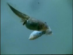 CU Underwater view of tadpole eating another tadpole, USA Stock Footage