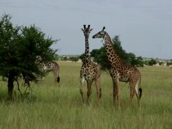3 Maasai Giraffes  (Giraffa camelopardalis tippelskirchi) near Acacia trees Stock Footage