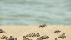 Baby sea turtles inch their way over a beach towards the ocean. Stock Footage