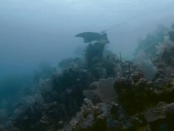 White-spotted Eagle Ray gliding through the  water at Honduras Bay Islands Stock Footage