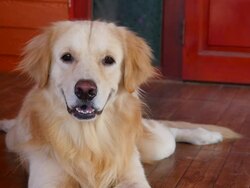 Yawning Golden Retriever Dog Stock Footage