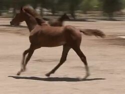 VOICED: Reviving Saddam's Arabian stables News Clip