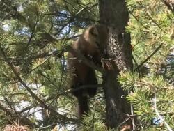 MS Shot of pine marten sitting in pine tree / Tetons, Wyoming, United States Stock Footage