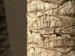 Close Up pan-left - Palm trees feature criss-crossed bark patterns. / Stamford, CN Stock Footage
